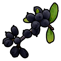Black Berry