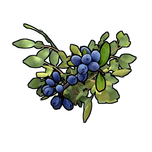 Blue Berry Clone