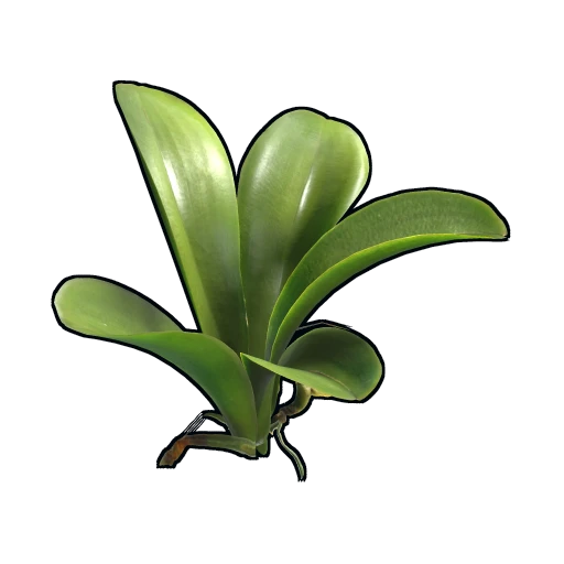 Orchid Clone