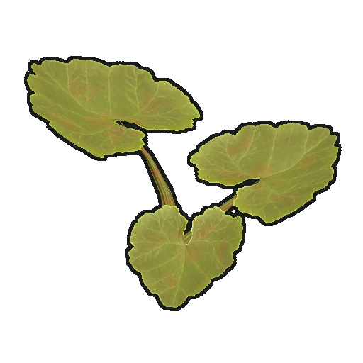 Pumpkin Plant Clone
