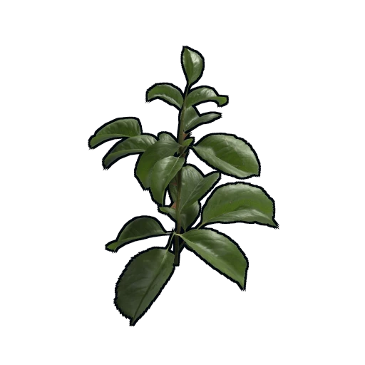 Rose Clone