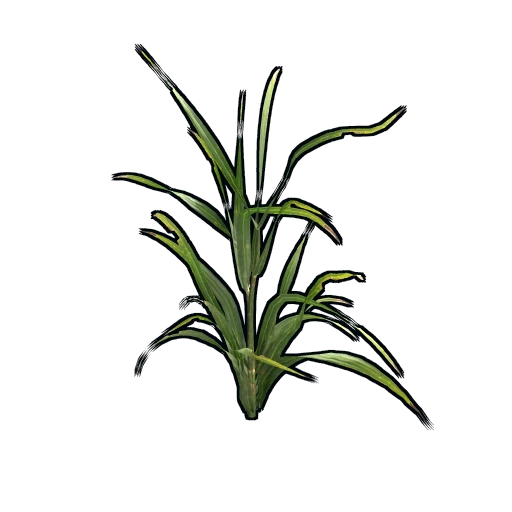 Wheat Clone