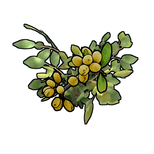 Yellow Berry Clone