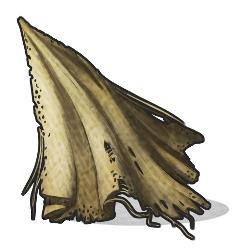 Cloth