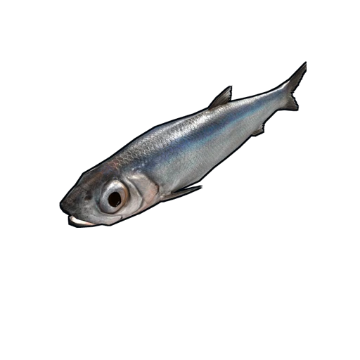 Anchovy