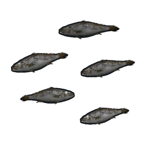 Minnows
