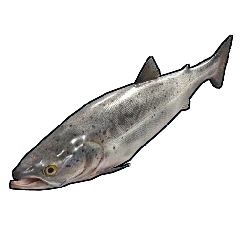 Salmon