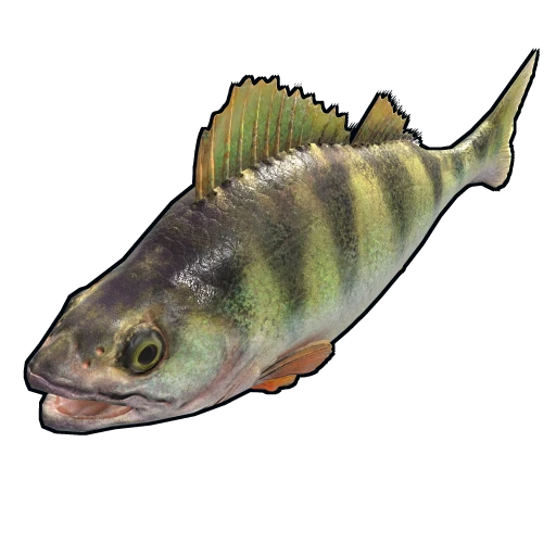 Yellow Perch
