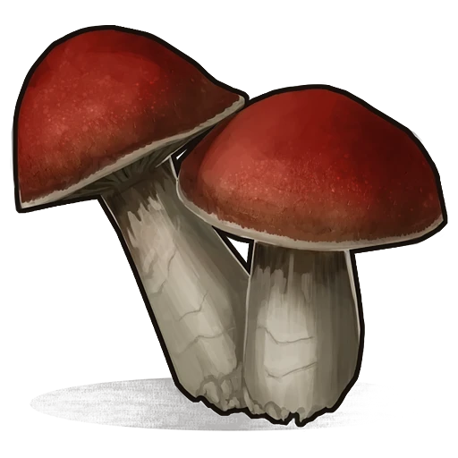 Mushroom
