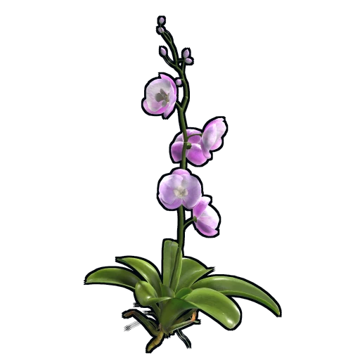 Orchid
