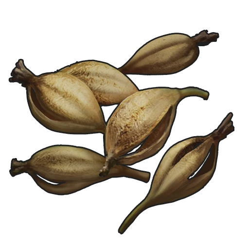 Orchid Seed