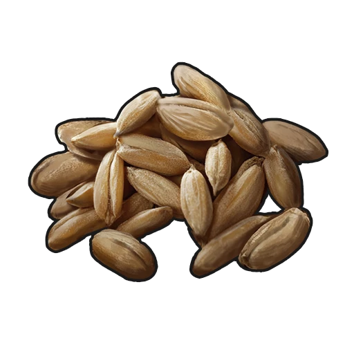 Wheat Seed