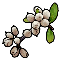 White Berry