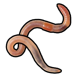 Worm