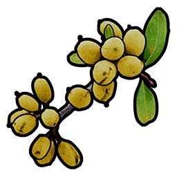 Yellow Berry